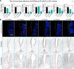 N-cadherin Antibody in Immunohistochemistry (PFA fixed) (IHC (PFA))