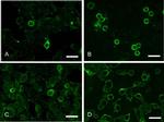 CD20 Antibody in Immunocytochemistry (ICC/IF)