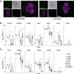 Dicer Antibody in Immunocytochemistry (ICC/IF)