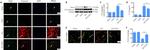 NOD1 Antibody in Western Blot (WB)