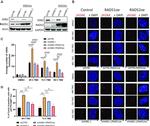 RAD52 Antibody in Western Blot (WB)