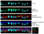 MUC2 Antibody in Immunocytochemistry (ICC/IF)