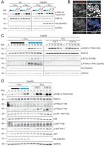 Phospho-FGFR2 (Tyr769) Antibody in Western Blot (WB)