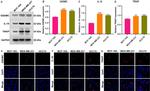 TIRAP Antibody in Western Blot, Immunocytochemistry (WB, ICC/IF)