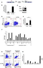 CD117 (c-Kit) Antibody in Flow Cytometry (Flow)