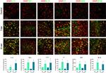 Complement C3 Antibody in Immunocytochemistry (ICC/IF)