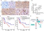 ZDHHC9 Antibody in Immunohistochemistry (IHC)