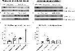 UCP1 Antibody in Western Blot (WB)