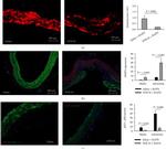 Phospho-Histone H3 (Ser10) Antibody in Immunohistochemistry (IHC)