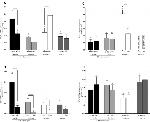 Progesterone Receptor Antibody in Western Blot (WB)