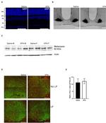 Opsin 4 Antibody in Western Blot (WB)