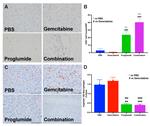 Arginase 1 Antibody in Immunohistochemistry (IHC)