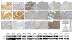 SRC (active) Antibody in Immunohistochemistry (IHC)