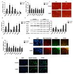 OXPAT Antibody in Western Blot (WB)