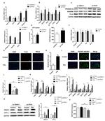 OXPAT Antibody in Western Blot (WB)