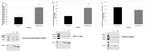 SLC6A4 Antibody in Western Blot (WB)