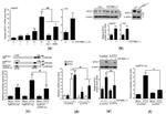 BTG1 Antibody in Western Blot (WB)