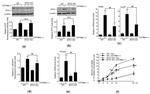 BTG1 Antibody in Western Blot (WB)