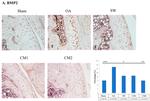 BMP-6 Antibody in Immunohistochemistry (IHC)