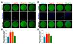 BMP-15 Antibody in Immunocytochemistry (ICC/IF)