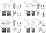 SIRT3 Antibody in Western Blot (WB)