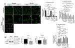 ZO-2 Antibody in Western Blot (WB)