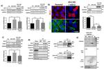 ZO-2 Antibody in Western Blot, Immunocytochemistry (WB, ICC/IF)