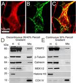 Histone H3 Antibody in Western Blot (WB)