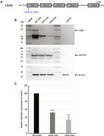 CD20 Antibody in Western Blot (WB)