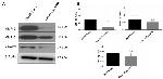 MMP9 Antibody in Western Blot (WB)