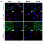 ZO-1 Antibody in Immunocytochemistry (ICC/IF)