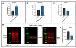 DLX5 Antibody in Western Blot (WB)