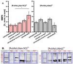 MMP9 Antibody in Western Blot (WB)