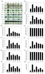 iNOS Antibody in Western Blot (WB)