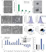 CD49f (Integrin alpha 6) Antibody in Flow Cytometry (Flow)