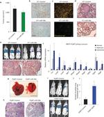 CD31 (PECAM-1) Antibody in Immunohistochemistry (IHC)