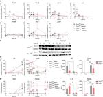 Fra1 Antibody in Western Blot (WB)