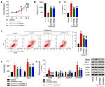 TRIM9 Antibody in Western Blot (WB)