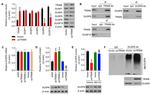 DUSP10 Antibody in Western Blot (WB)