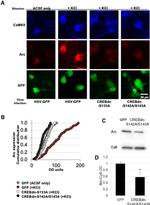 Cyclophilin B Antibody in Western Blot (WB)