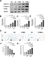 Aggrecan Antibody in Western Blot (WB)