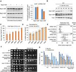 alpha Tubulin Antibody in Western Blot (WB)