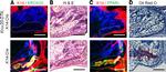 EGR2 Antibody in Immunohistochemistry (IHC)