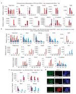 Nanog Antibody in Immunocytochemistry (ICC/IF)