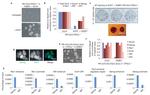 Nanog Antibody in Immunocytochemistry (ICC/IF)