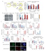 Nanog Antibody in Immunocytochemistry (ICC/IF)