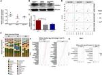 beta-Defensin 1 Antibody in Western Blot (WB)