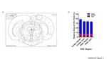 GFAP Antibody in Immunohistochemistry (IHC)