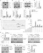 DGAT2 Antibody in Western Blot (WB)