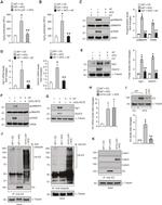 DGAT2 Antibody in Western Blot (WB)